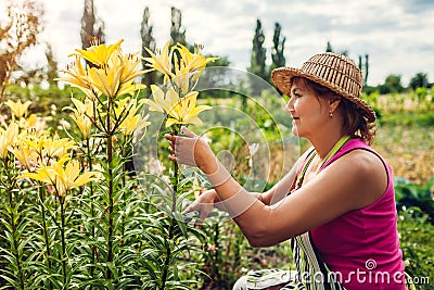 Senior woman gathering flowers in garden. Middle-aged gardener cutting lilies off with pruner. Gardening concept Stock Photo