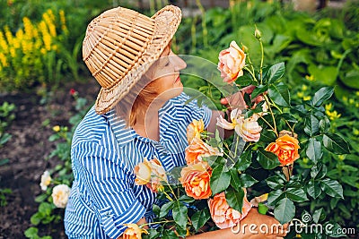 Senior woman gathering flowers in garden. Middle-aged woman smelling and cutting roses off. Gardening concept Stock Photo