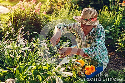 Senior woman gathering flowers in garden. Middle-aged woman cutting flowers off using pruner. Gardening concept Stock Photo