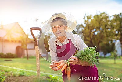 Senior woman harvesting carrots Stock Photo