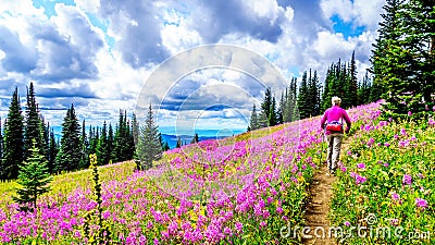 Senior woman on a hiking trail in alpine meadows covered in pink Fireweed flowers Stock Photo