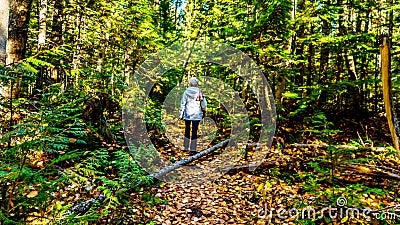 Senior woman on a hiking trail to the north edge of Dawson Falls in Wells Grey Provincial Park in British Columbia, Canada Stock Photo