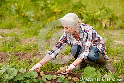Senior woman planting potatoes at garden or farm Stock Photo