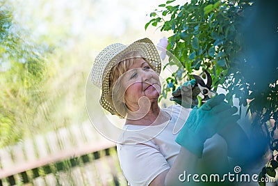 Senior woman trimming plants with pruning shears Stock Photo