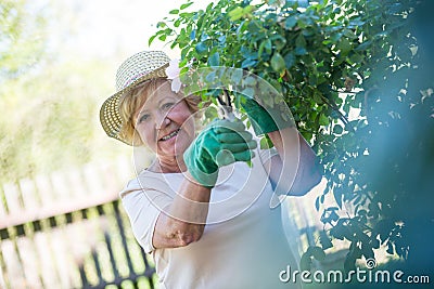 Senior woman trimming plants with pruning shears Stock Photo