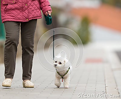 Senior woman walking her little dog on a city street Stock Photo