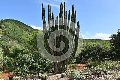 Senita cactus or whisker cactus Stock Photo