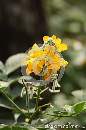 Senna Occidentalis on Bolaven Plateau in Laos Stock Photo