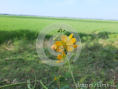 Senna occidentalis flowers in the India, yellow color senna flowers in the India, senna flowers in the will. Stock Photo