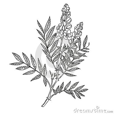 Senna plant on a white background Vector Illustration