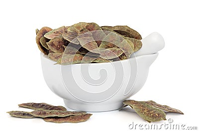 Senna Pods Stock Photo