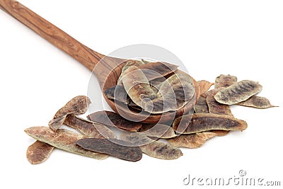 Senna Pods Stock Photo