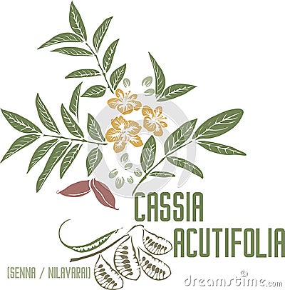Cassia acutifolia plant silhouette in color image vector illustration Vector Illustration