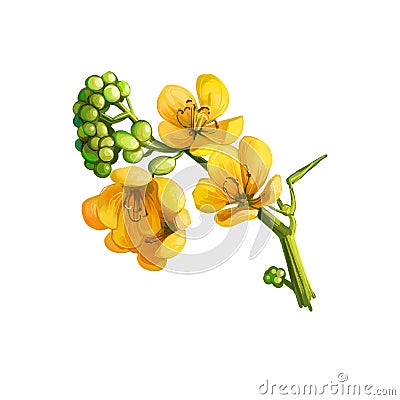 Senna or sennas, yellow flowering plants in legume family. Digital art illustration of yellow flowers blooming buds Cartoon Illustration