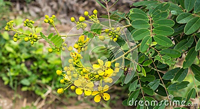 Senna siamea(Cassia siamea ) Stock Photo