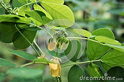 Closeup of Cassia tora flower Stock Photo