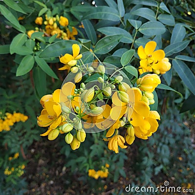 Senna tora Cassia tora, Sickle Senna or Sickle Wild Stock Photo