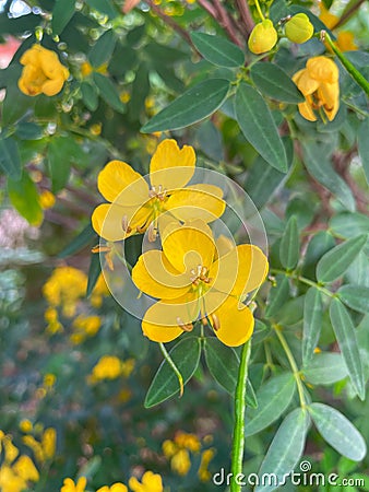 Senna tora (Cassia tora, Sickle Senna or Sickle Wild) is a leguminous plant. Stock Photo