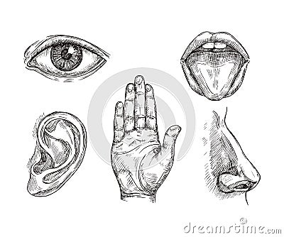 Sense organs. Hand drawn mouth and tongue, eye, nose, ear and hand palm. Engraving five senses vector illustration Vector Illustration