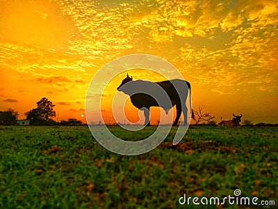 Senset evening bull animal grass Asus cellphone photography Stock Photo