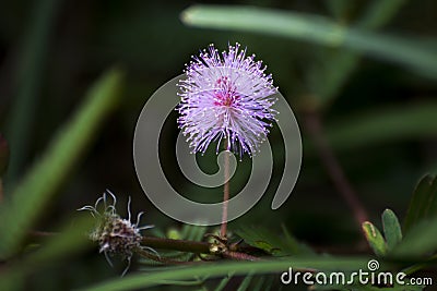 Sensitive plant, Shame plant, Mimosa pudica Stock Photo