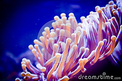 Sensitive underwater plant Stock Photo