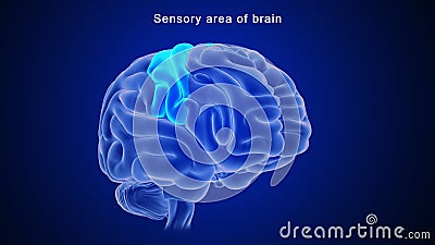Sensory area of human brain Stock Photo
