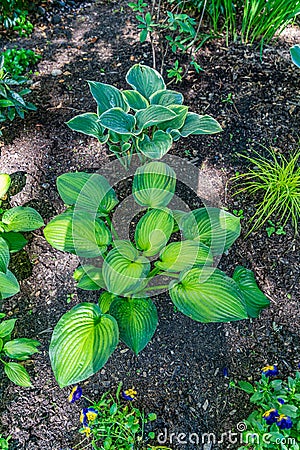 Sensory Garden Plants 3 Stock Photo