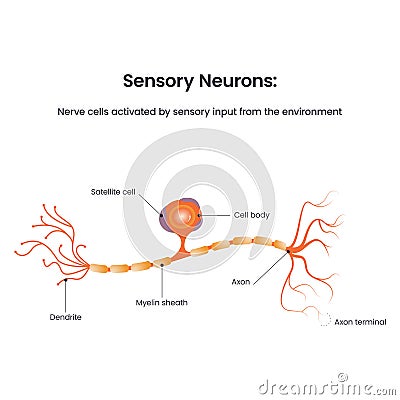 Sensory Neuron Diagram biology educational vector illustration Stock Photo