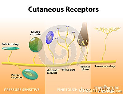 Sensory receptors in the human skin Vector Illustration