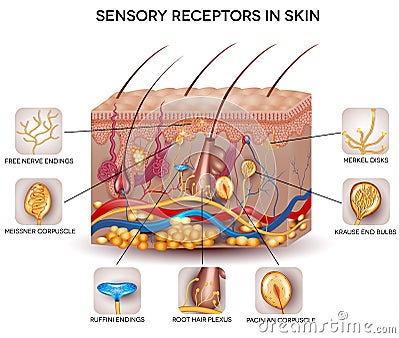 Sensory receptors in the skin Vector Illustration