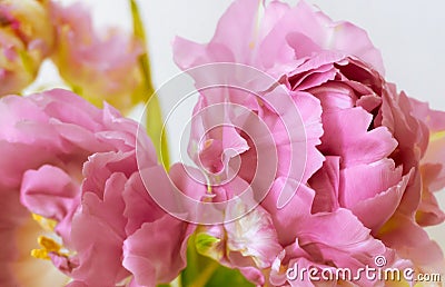 Sensual composition with peony-shaped pink tulips on a white background. Stock Photo