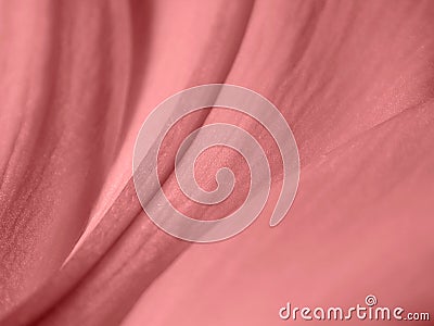 Sensual Rose Petals Texture Stock Photo