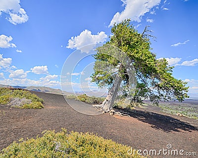 Sentinel Tree, Inferno Cone, Craters Of The Moon National Monument, ID Stock Photo
