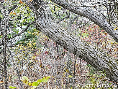 Seoraksan National Park in autumn, Gangwon, South Korea Stock Photo