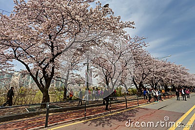 [RPG]  SOBRE O RPG Seoul-spring-korea-april-th-ninth-yeouido-flower-festival-being-held-yeouiseo-ro-yunjung-no-road-behind-national-38911712