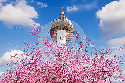 Seoul tower and pink cherry Blossom, Sakura season in spring,Seoul in Korea. Stock Photo