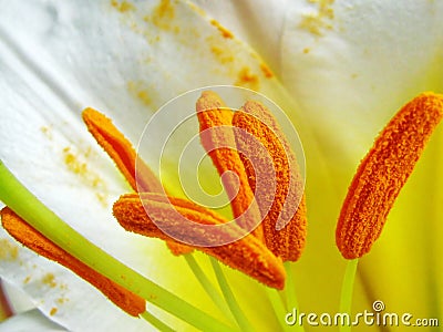 Sepals of white royal lily - Lilium regale Stock Photo