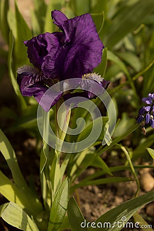 Separate beautiful iris grows in the garden. Stock Photo