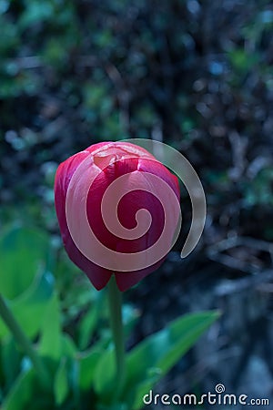 Separate beautiful tulip grows in the garden. Stock Photo