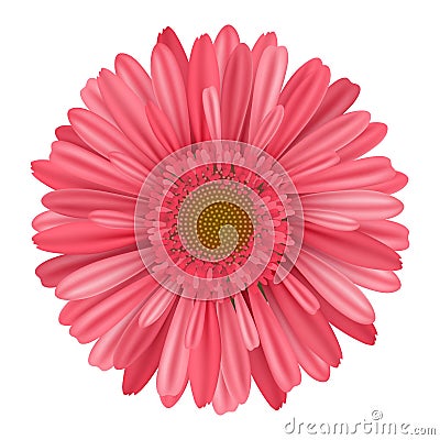 Separate pink daisy gerbera flower from top Vector Illustration