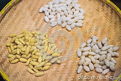 Separate stages of the silkworm pupa. Yellow silky pupa is the life stage of special insects undergoing transformation Stock Photo