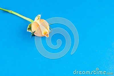 Separately, flower dwarf Chinese roses with orange petals, close-up on a blue background Stock Photo