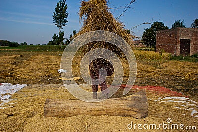 Separating Rice grains Editorial Stock Photo