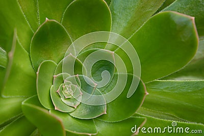 Sepervivum closeup , succulent plant rosette macro Stock Photo