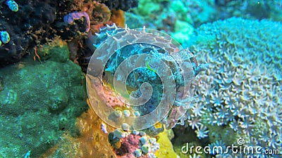 Sepia above coral reef from front view. Multicolored sepia observes the surroundings. Soft and hard sea corals of different colors Stock Photo