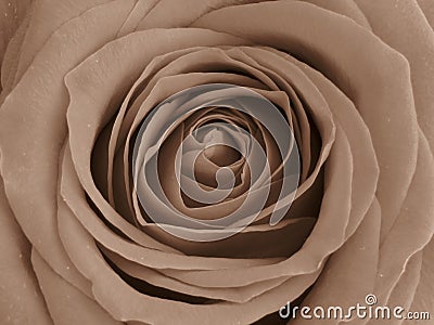 Sepia colour tones of a red rose. Delicate hint of vintage charm. Stock Photo