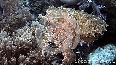 Sepia latimanus or Broadclub Cuttlefish Stock Photo