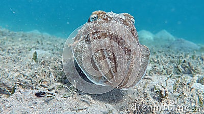 Sepia pharaonis. Mollusks, type of Mollusk. Head-footed mollusks. Cuttlefish squad. Pharaoh cuttlefish. Stock Photo