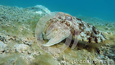 Sepia pharaonis. Mollusks, type of Mollusk. Head-footed mollusks. Cuttlefish squad. Pharaoh cuttlefish. Stock Photo